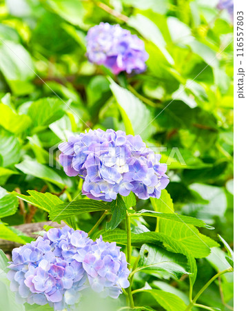 梅雨を彩る景色　カラフルで美しいアジサイ 116557803