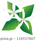 白い檸檬の花 116557807