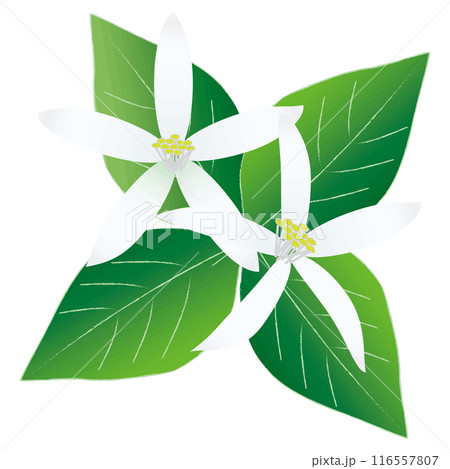 白い檸檬の花 116557807