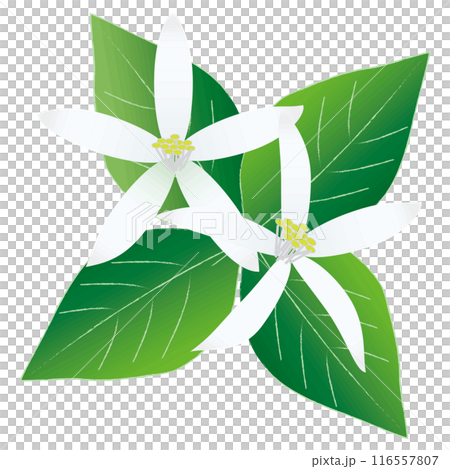 白い檸檬の花 116557807