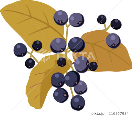 サワフタギ サワフタギ 116557984