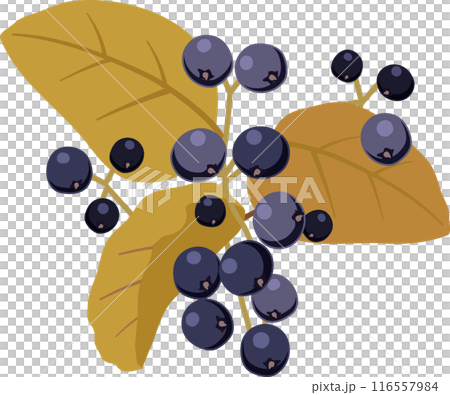 サワフタギ サワフタギ 116557984