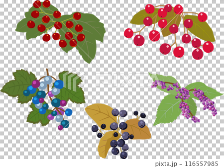 秋の実セット 116557985