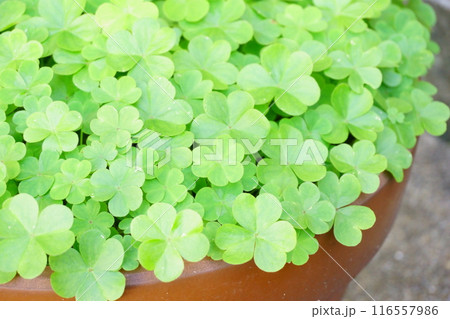 植木鉢に広がった雑草 カタバミ 植木鉢に広がった雑草 カタバミ 116557986