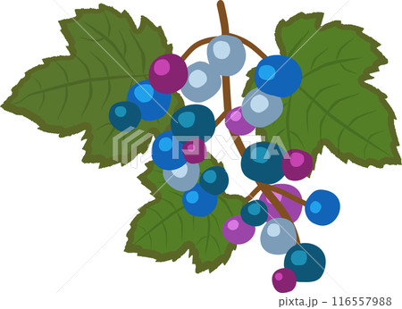 野ブドウ 116557988