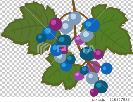 野ブドウ 116557988