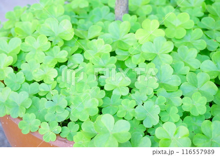 植木鉢に広がった雑草　カタバミ 116557989