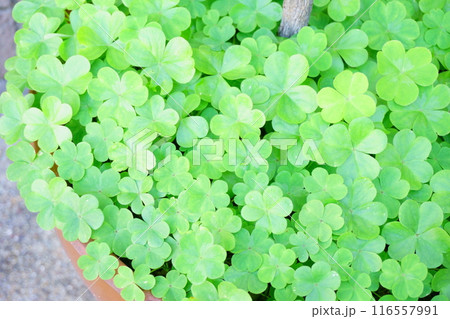 植木鉢に広がった雑草 カタバミ 植木鉢に広がった雑草 カタバミ 116557991