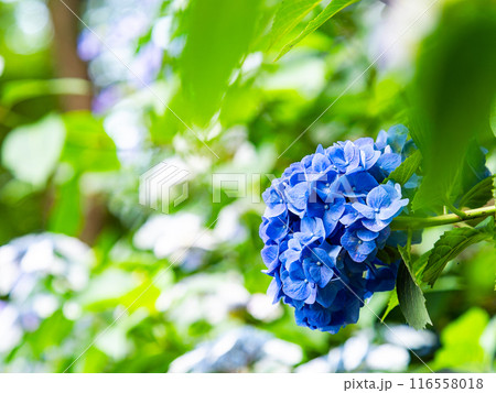 梅雨を彩る景色　カラフルで美しいアジサイ 116558018