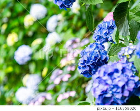 梅雨を彩る景色 カラフルで美しいアジサイ 梅雨を彩る景色 カラフルで美しいアジサイ 116558020