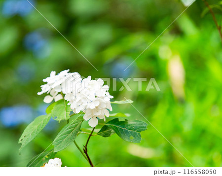 梅雨を彩る景色　カラフルで美しいアジサイ 116558050
