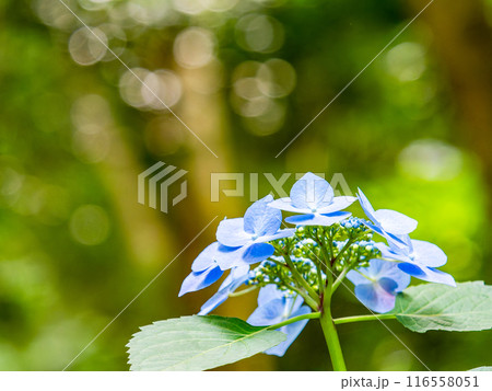梅雨を彩る景色　カラフルで美しいアジサイ 116558051