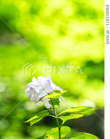 梅雨を彩る景色 カラフルで美しいアジサイ 梅雨を彩る景色 カラフルで美しいアジサイ 116558064