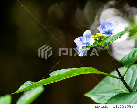 梅雨を彩る景色　カラフルで美しいアジサイ 116558083