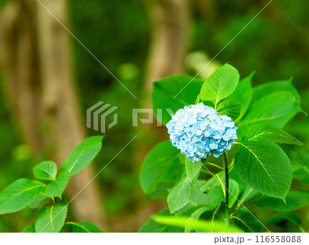 梅雨を彩る景色　カラフルで美しいアジサイ 116558088