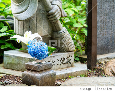 梅雨を彩る景色 カラフルで美しいアジサイ 梅雨を彩る景色 カラフルで美しいアジサイ 116558126