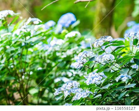 梅雨を彩る景色 カラフルで美しいアジサイ 梅雨を彩る景色 カラフルで美しいアジサイ 116558127