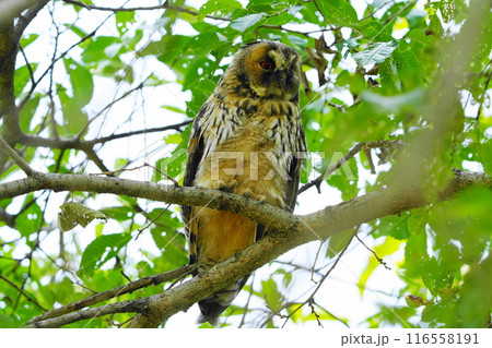 かわいいフクロウの雛 116558191