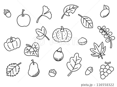 秋の果物と野菜と落ち葉の線画のセット 116558322