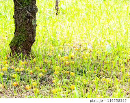 初夏の景色 梅の木の下に広がる完熟して落下した梅の実 初夏の景色 梅の木の下に広がる完熟して落下した梅の実 116558335