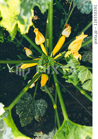 Small zucchinis in the home garden 116558391