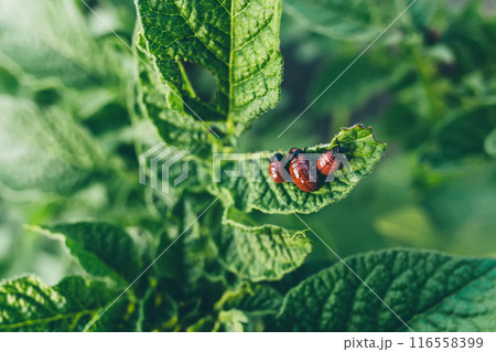 Colorado potato beetle or Leptinotarsa decemlineata larvae eating the foliage of potato plants. Colorado potato beetle or Leptinotarsa decemlineata larvae eating the foliage of potato plants. 116558399