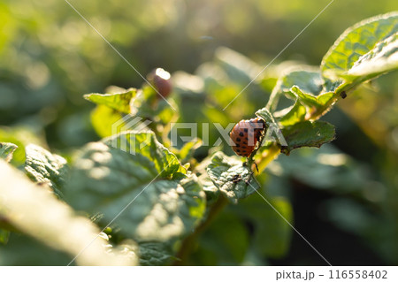 Colorado potato beetle or Leptinotarsa decemlineata larvae eating the foliage of potato plants. Colorado potato beetle or Leptinotarsa decemlineata larvae eating the foliage of potato plants. 116558402