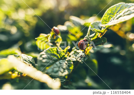 Colorado potato beetle or Leptinotarsa decemlineata larvae eating the foliage of potato plants. 116558404