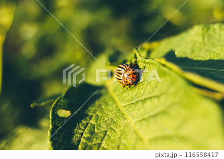 Colorado Potato Striped Beetle is a Serious Pest Of Potatoes plants 116558417