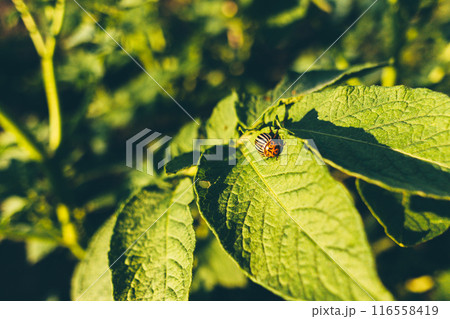 Colorado Potato Striped Beetle is a Serious Pest Of Potatoes plants Colorado Potato Striped Beetle is a Serious Pest Of Potatoes plants 116558419
