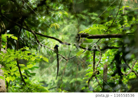 木に止まるサンコウチョウの雄 116558536