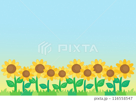 little sunflower field background 116558547