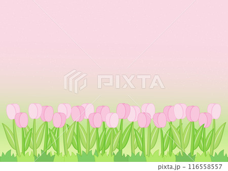 little tulip field background little tulip field background 116558557
