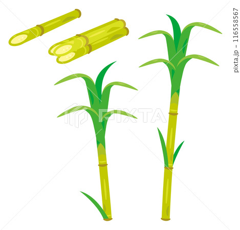 サトウキビ 116558567