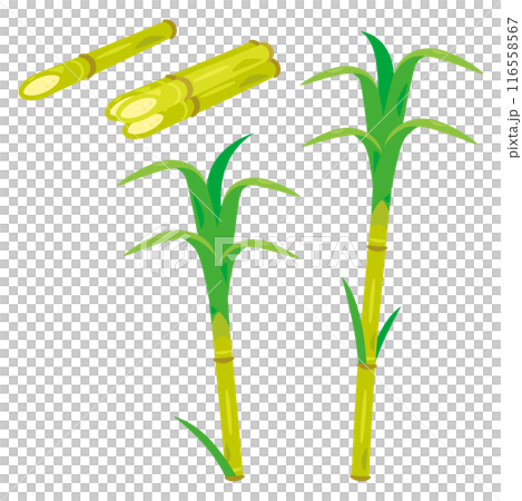 サトウキビ 116558567