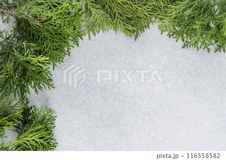 Green tree thuja branches. Natural gray background copy space. 116558582