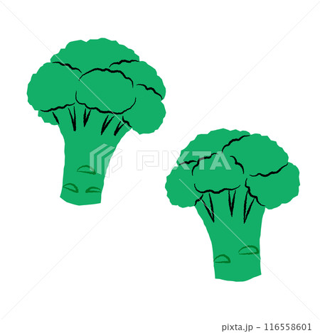 シンプルなブロッコリーのイラスト|ベクター シンプルなブロッコリーのイラスト|ベクター 116558601