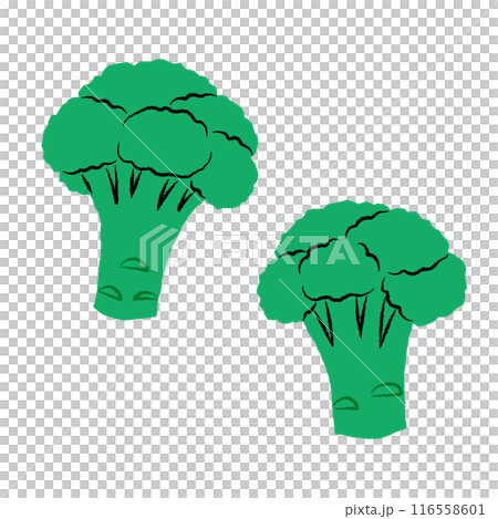 シンプルなブロッコリーのイラスト|ベクター シンプルなブロッコリーのイラスト|ベクター 116558601