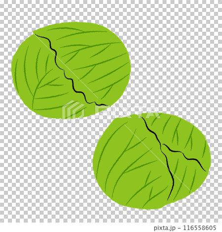 Simple cabbage illustration | Vector 116558605