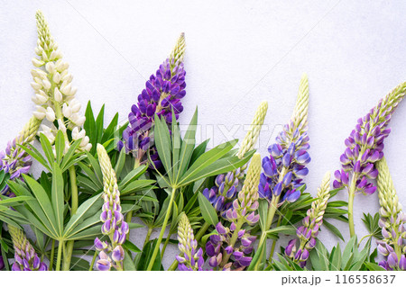Lupine flowers. Purple and pink bud. Lupine flowers. Purple and pink bud. 116558637