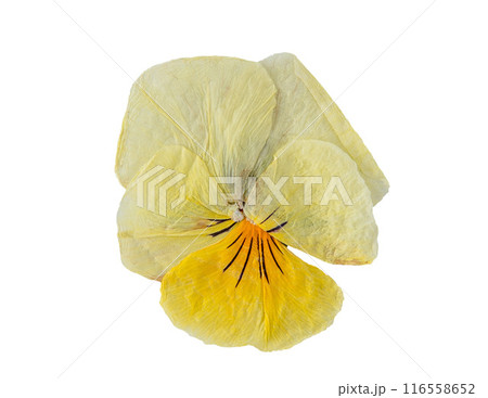 Dried flower Pansy isolated bud 116558652