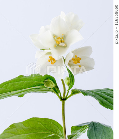 Jasmine flower plant Jasmine flower plant 116558660