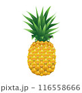 フレッシュなオレンジ色のパイナップルのイラスト 116558666