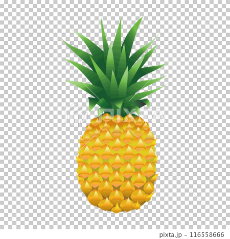 新鮮橙菠蘿的插圖 116558666