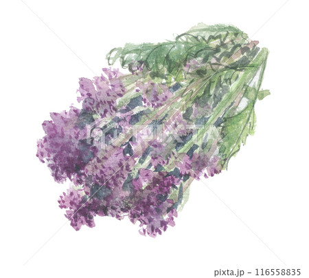 水彩で描いた茎ブロッコリー　スティックブロッコリー 116558835