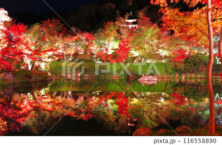 【京都府】シンメトリーな永観堂の多宝塔と紅葉のライトアップ（夜間特別拝観） 116558890