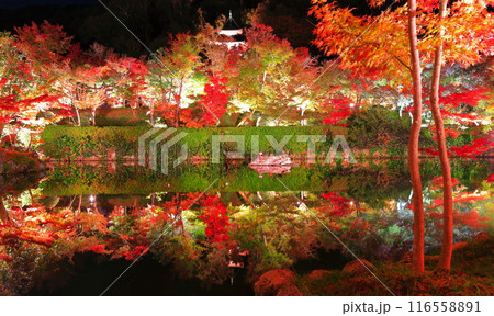 【京都府】シンメトリーな永観堂の多宝塔と紅葉のライトアップ（夜間特別拝観） 116558891