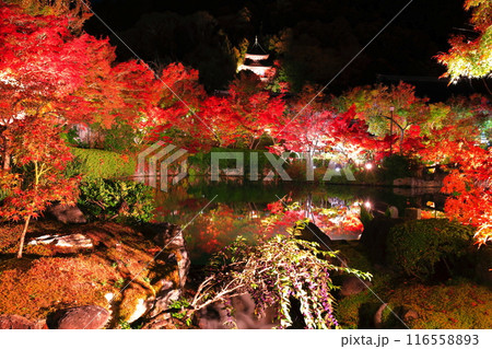 【京都府】シンメトリーな永観堂の多宝塔と紅葉のライトアップ（夜間特別拝観） 116558893