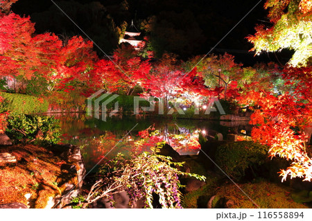 【京都府】シンメトリーな永観堂の多宝塔と紅葉のライトアップ（夜間特別拝観） 116558894