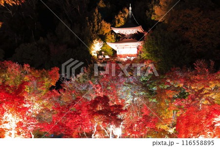 【京都府】永観堂の多宝塔と紅葉ライトアップ(夜間特別拝観) 【京都府】永観堂の多宝塔と紅葉ライトアップ(夜間特別拝観) 116558895